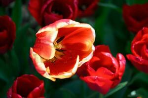 flores en el jardin foto