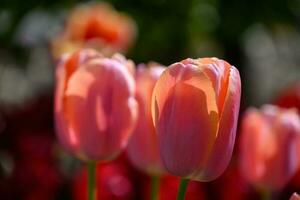 Flowers in the garden photo