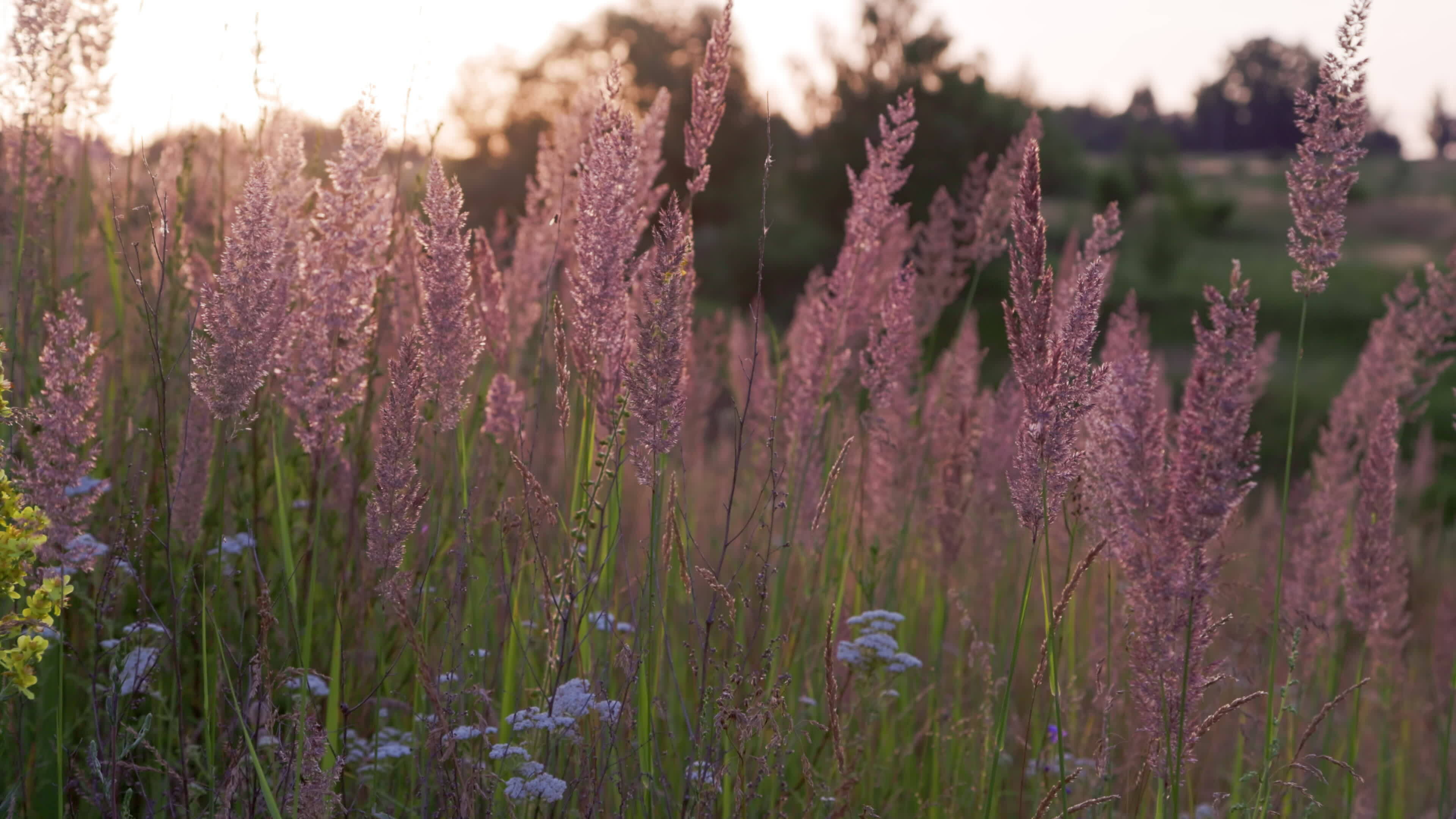 dry Melinis minutiflora, the meadow molasses grass in field at evening summer light 24564741