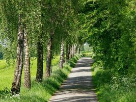 spring time in germany photo