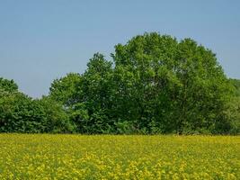 spring time in germany photo