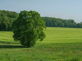 spring time in westphalia photo