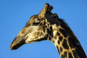Portrait of giraffe against blue sky photo
