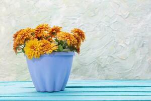 Orange chrysanthemum in blue pot on wooden boards. Gardening, holiday, birthday, women's, mother's day. Copy space photo