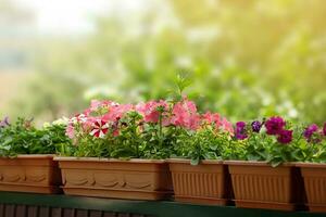 Pink blooming petunias grown in pots stand in row, blurry greenery of trees behind. Concept of gardening, home decor. Copy space photo