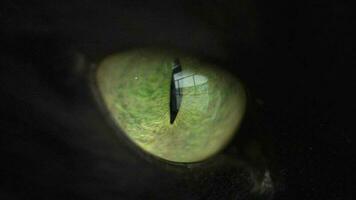 Preto fofo gato com verde olhos fechar acima. dia das Bruxas símbolo video