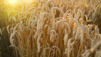 Female hand touches ripe ears of wheat at sunset video