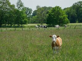 spring time in westphalia photo