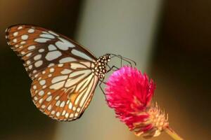 Butterflies with multicolored patterns perched on red amaranths in nature indicate that nature is still pure, butterflies in search of insects' natural nectar for food and nectar. photo