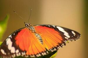 Butterflies with multicolored patterns perched on red amaranths in nature indicate that nature is still pure, butterflies in search of insects' natural nectar for food and nectar. photo