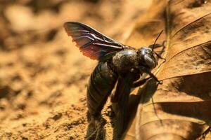 bumble bee, or tree borer, is a large, black bee that looks terrifyingly circling on brown ground on a sunny day. photo