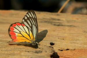 Butterflies with multicolored patterns die on a plank floor in the sunlight, but still see beautiful colors and beautiful natural patterns as a cycle of insects. photo