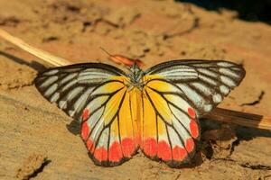 Butterflies with multicolored patterns die on a plank floor in the sunlight, but still see beautiful colors and beautiful natural patterns as a cycle of insects. photo