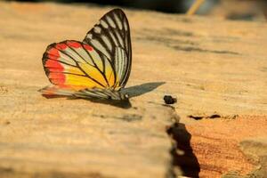 Butterflies with multicolored patterns die on a plank floor in the sunlight, but still see beautiful colors and beautiful natural patterns as a cycle of insects. photo