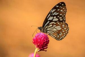 Butterflies with multicolored patterns perched on red amaranths in nature indicate that nature is still pure, butterflies in search of insects' natural nectar for food and nectar. photo