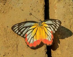 Butterflies with multicolored patterns die on a plank floor in the sunlight, but still see beautiful colors and beautiful natural patterns as a cycle of insects. photo