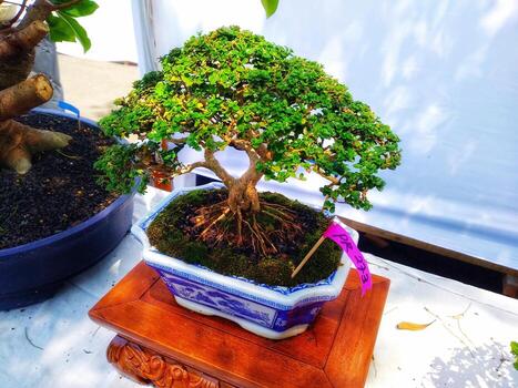 Bonsai will be successfully through the process of caring for so many countless times, including implications, cutting, bending, including care, to achieve the most beautiful bonsai trees. photo