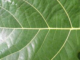 Fresh green leaf texture macro close-up photo