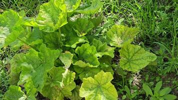 A bush of common mallow on a windy May day. The mallow has not released flower buds yet. video