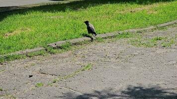 detallado Disparo de el comportamiento de el gris negro cuervo. video