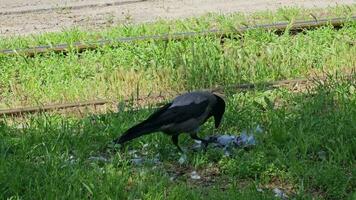Detailed shot of the behavior of the gray-black crow. video