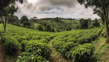 Fresh tea leaves grow on tranquil mountain farm generated by AI photo