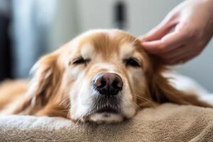 perro en real vida, contento momento con mascota ai generativo foto