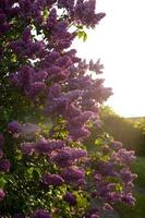A photo of a lilac bush with the back sunset light. Cozy lilac picture.