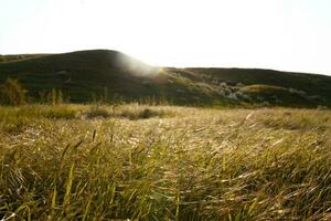 A photo of a sunset landscape with long grass in the foreground and hills in the background.