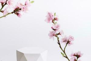 Podium or pedestal for cosmetics product decorated with cherry blossom twigs. Cosmetic template photo