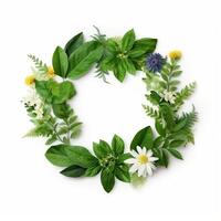 Green natural wreath on white. Illustration photo