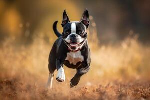 linda bostón terrier corriendo en el otoño campo. superficial profundidad de campo foto