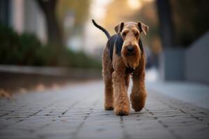 Airedale Terrier dog walking on the street in the evening photo