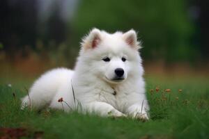 Beautiful Samoyed puppy sitting on the grass in the park photo