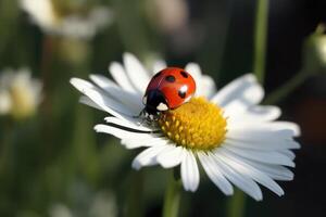 Ladybug on a daisy flower in the garden, A cute red ladybug on a white chamomile flower with vibrant green leaves, photo
