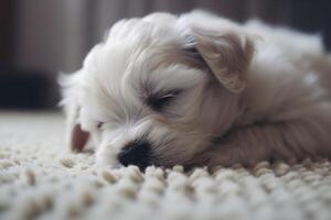 linda pequeño maltés perrito dormido en alfombra a hogar ai generado foto