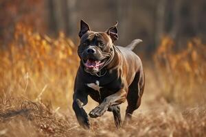 americano Staffordshire terrier corriendo en el otoño campo. selectivo enfocar. ai generado foto