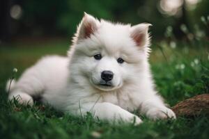 Cute Samoyed puppy lying on the grass in the park photo