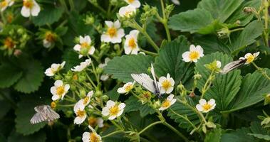 papillon sur fraise fleur dans le jardin. sélectif se concentrer. video