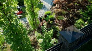 giardino lavoratore Rifinitura decorativo albero utilizzando giardino cesoie video