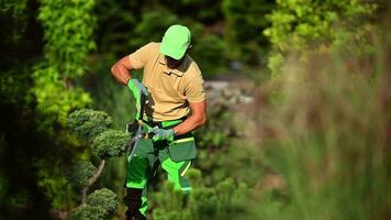 profesional jardinero guarnición jardín decorativo arboles utilizando jardín poda cortar video