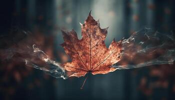 Vibrant maple leaf, autumn fiery beauty ablaze photo