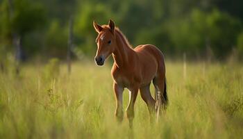 Mare and foal graze in tranquil meadow generated by AI photo