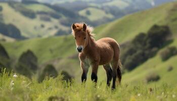 Cute foal grazing on green meadow outdoors generated by AI photo