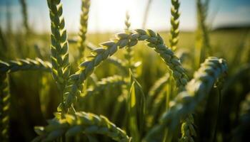 Ripe wheat in meadow, green and yellow generated by AI photo