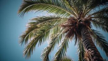 tropical clima, azul cielo, palma arboles influencia generado por ai foto