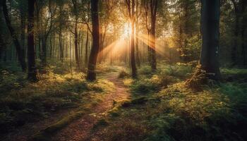 Sunlit forest path reveals autumn vibrant colors generated by AI photo