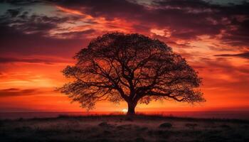 Golden acacia tree reflects sunset over African land generated by AI photo