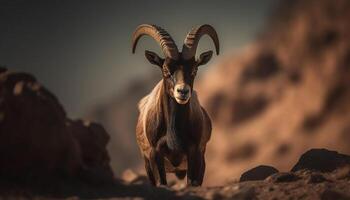 Sunset portrait of a cute male ibex looking at camera generated by AI photo