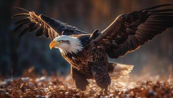 Bald eagle soaring majestically in the winter sky at sunset generated by AI photo